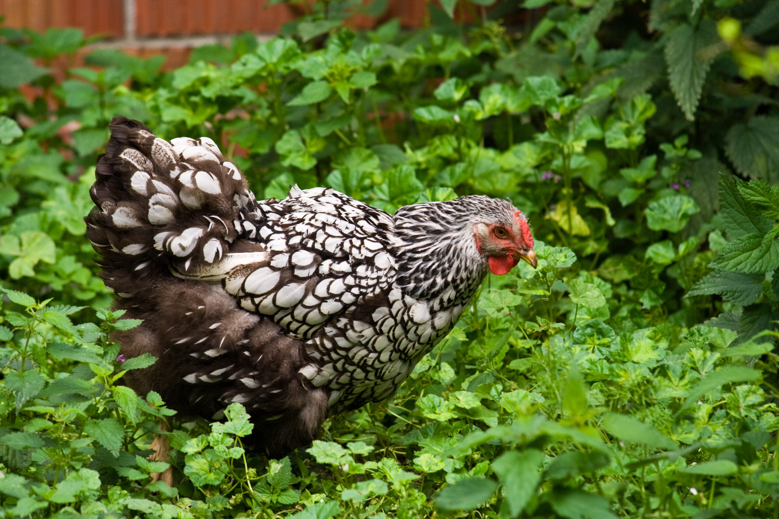 Wyandotte chicken in the garden.