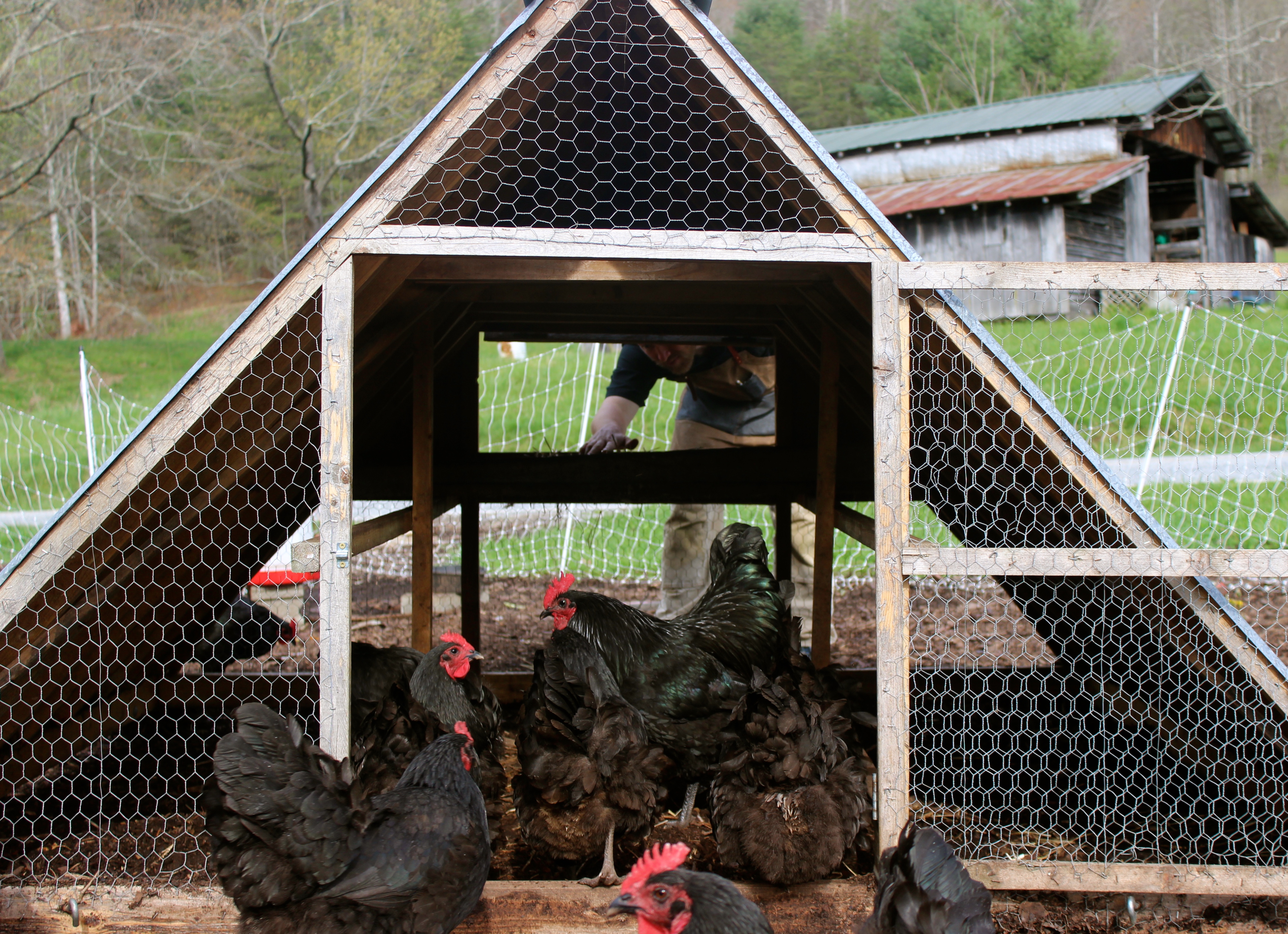 Chicken Coops That Work: 5 Brilliant Ways - Abundant 