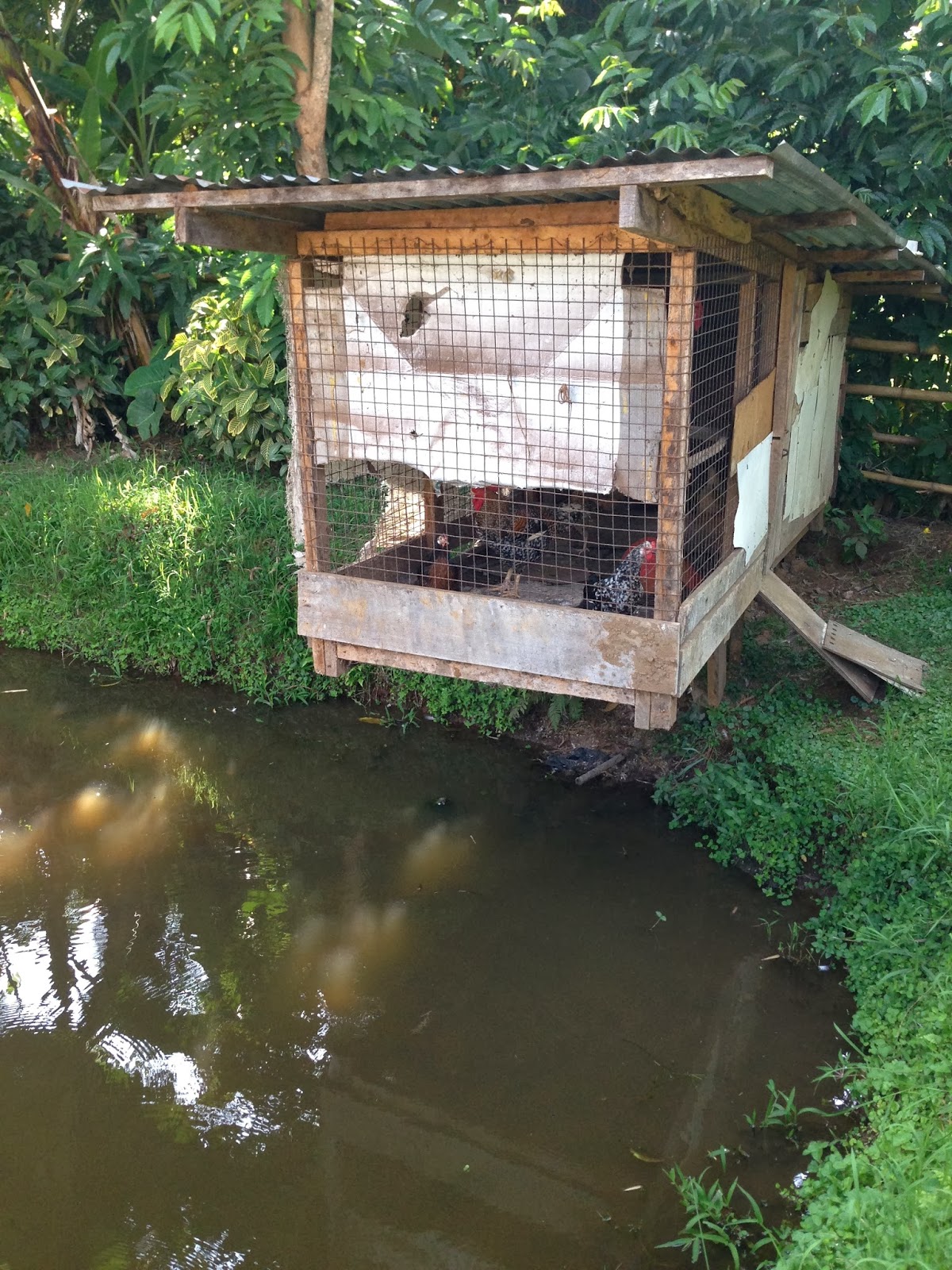 Chicken Coops That Work 5 Brilliant Ways Abundant Permaculture