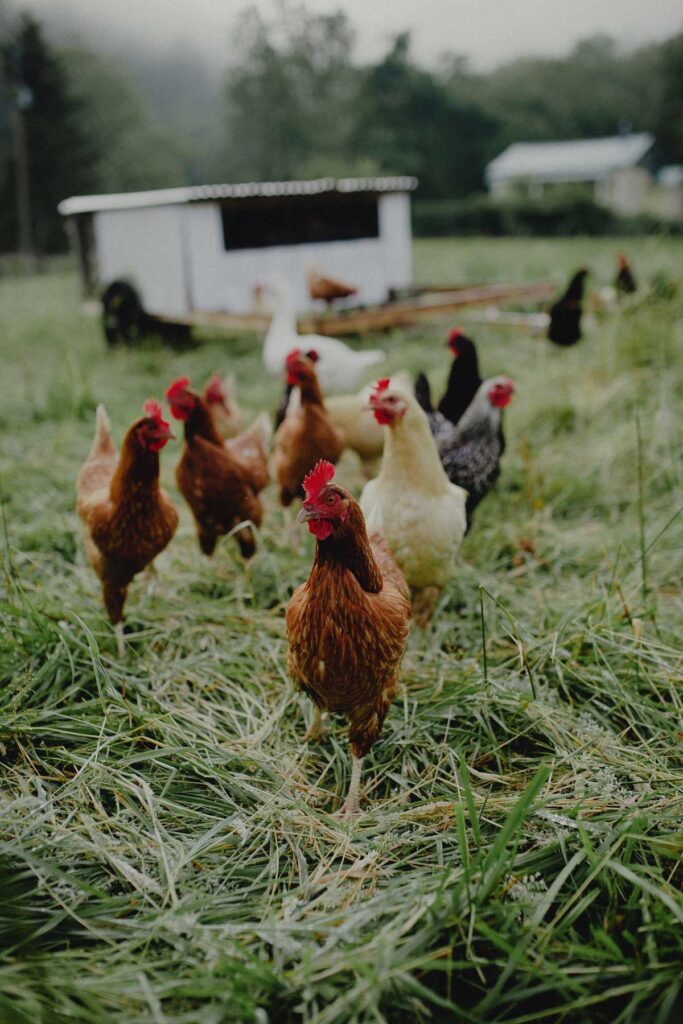 Chickens in a field with a chicken coop in the background.