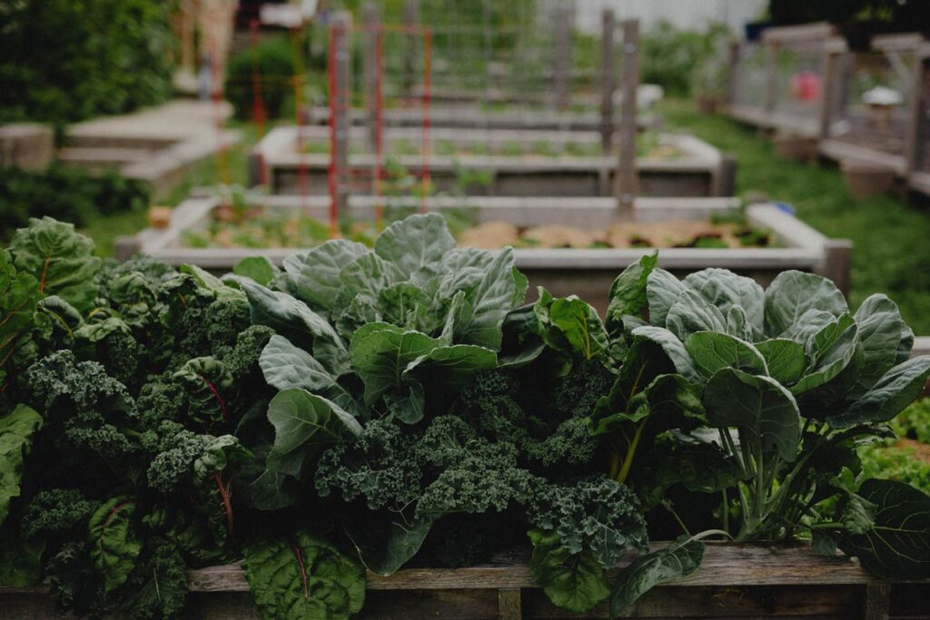 A raised garden bed filled with green leafy vegetables.