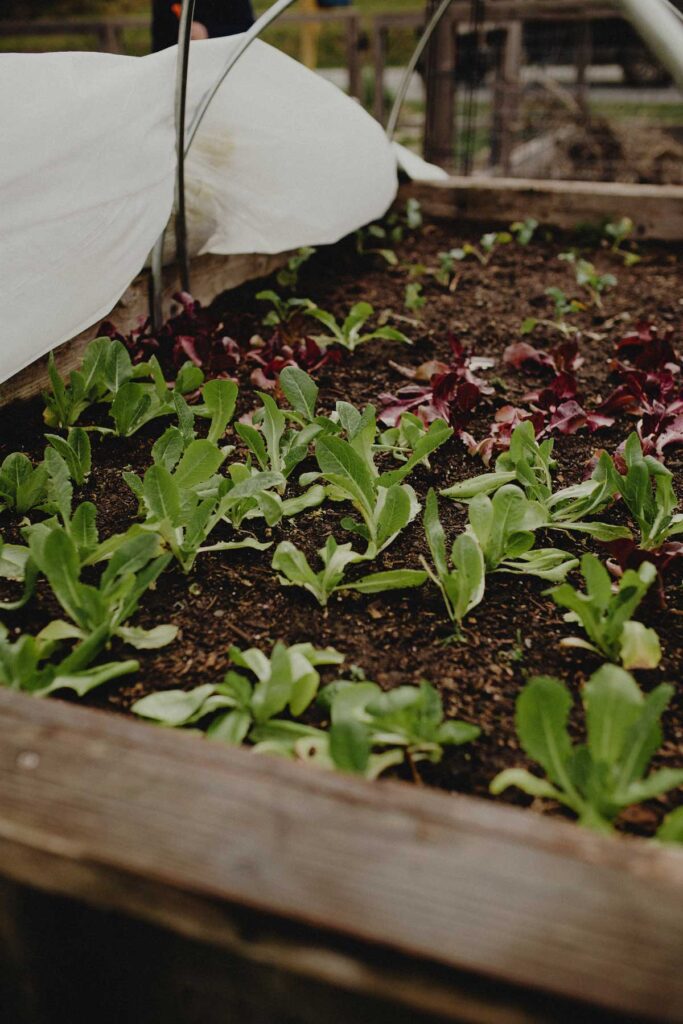 Lettuce growing in a raised garden bed.