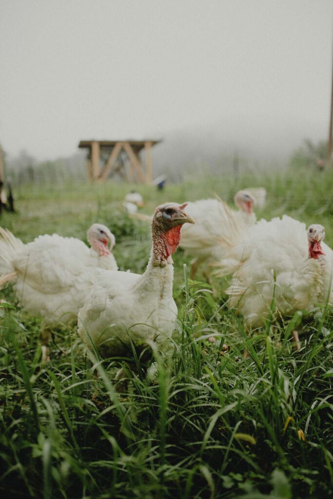 Turkeys out at pasture.