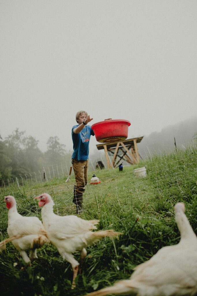 A boy tossing feed out to turkeys.