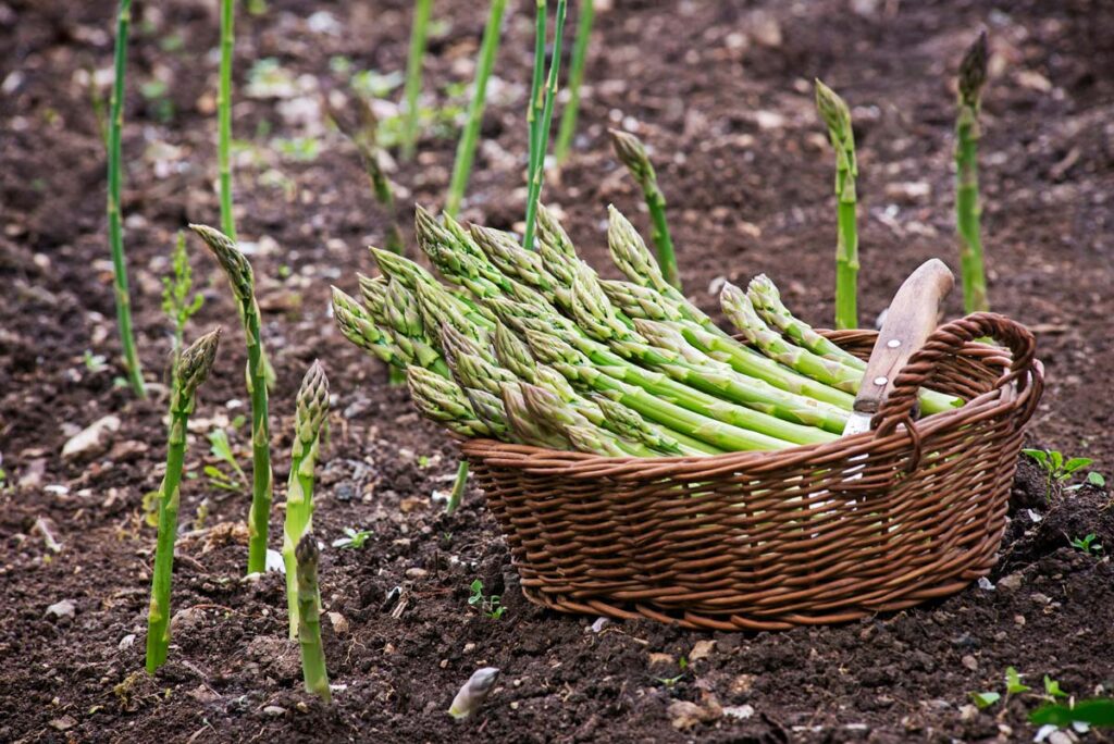 Asparagus harvested and placed in a wicker basket.
