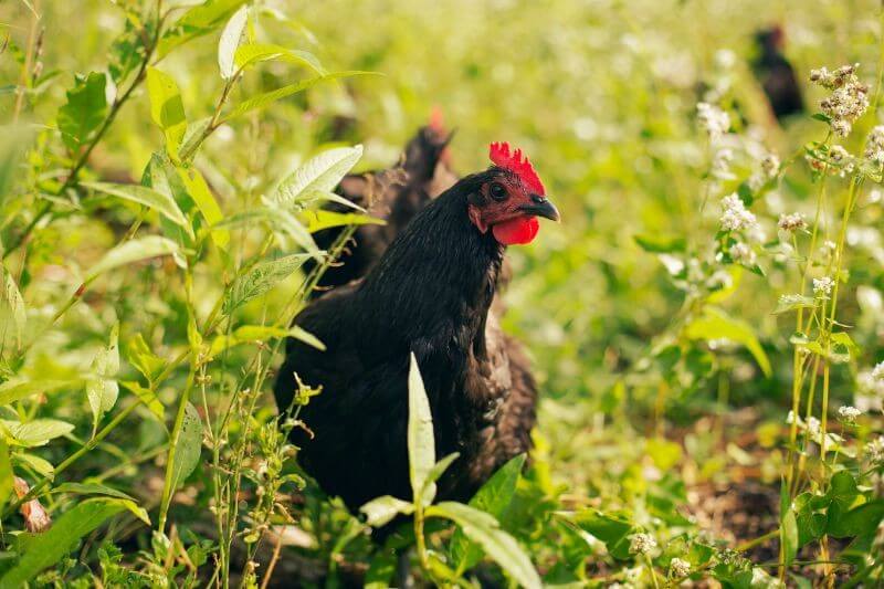 A chicken in a field.