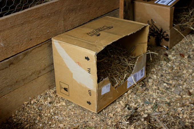 A cardboard nesting box inside a chicken coop.