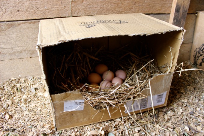 A cardboard nesting box with eggs inside a chicken coop.