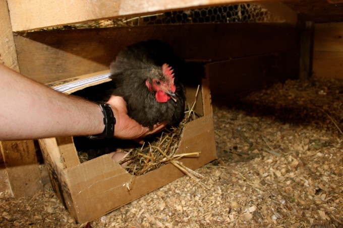 A man placing a chicken in a nesting box.