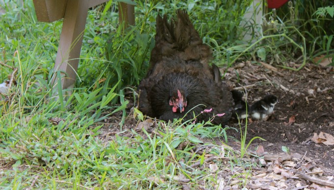 One of my hens with her chicks.