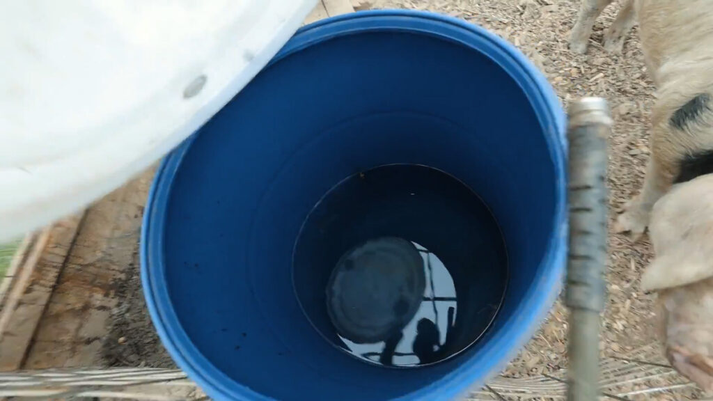 A 55 gallon barrel being filled with water for a DIY pig waterer.