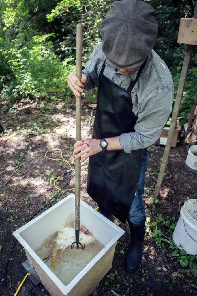 A man scalding a chicken.