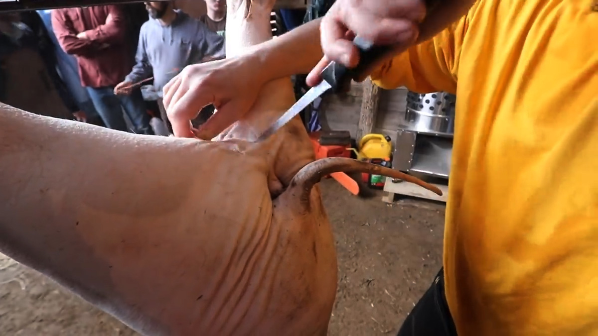 A man's hand butchering a pig.