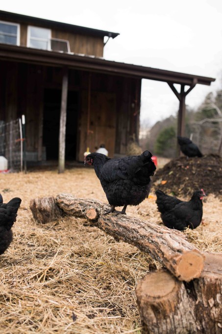 Chicken on a log.