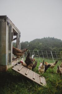 Chickens leaving a chicken tractor.