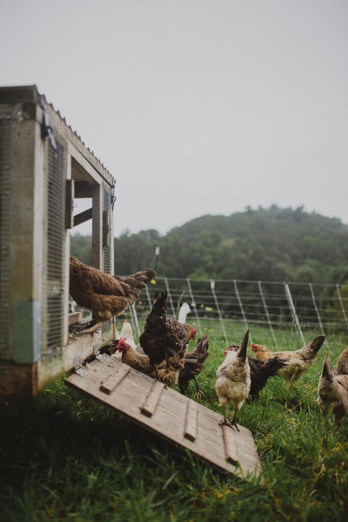 Chickens leaving a chicken tractor.