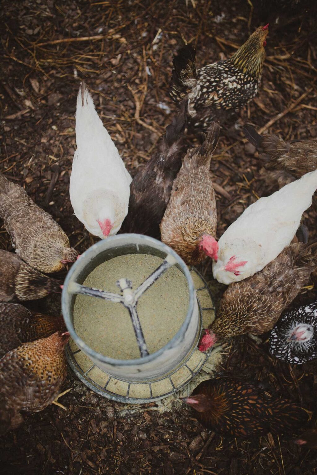 Mixing Your Own Chicken Feed - Abundant Permaculture