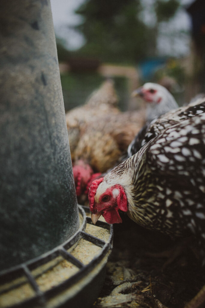 Chickens eating from a feeder.