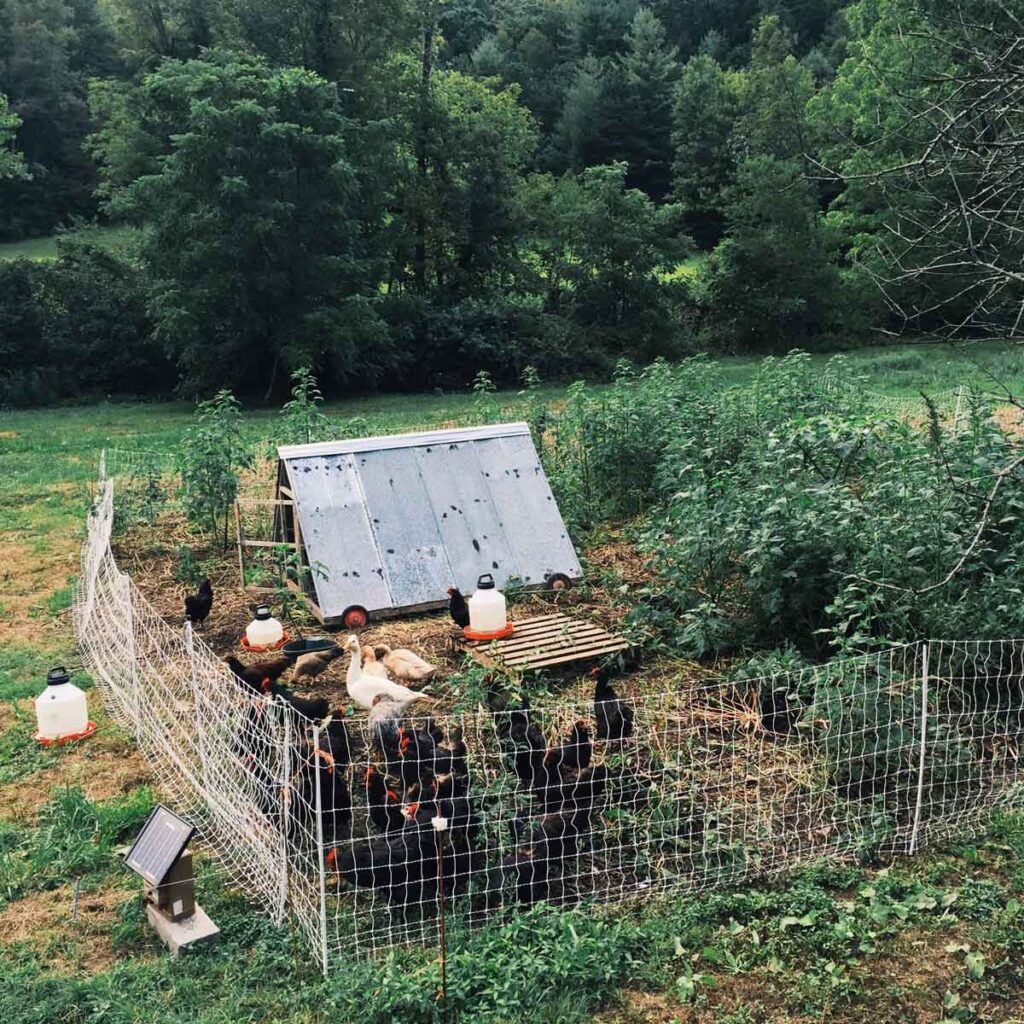 Chickens working in a garden.