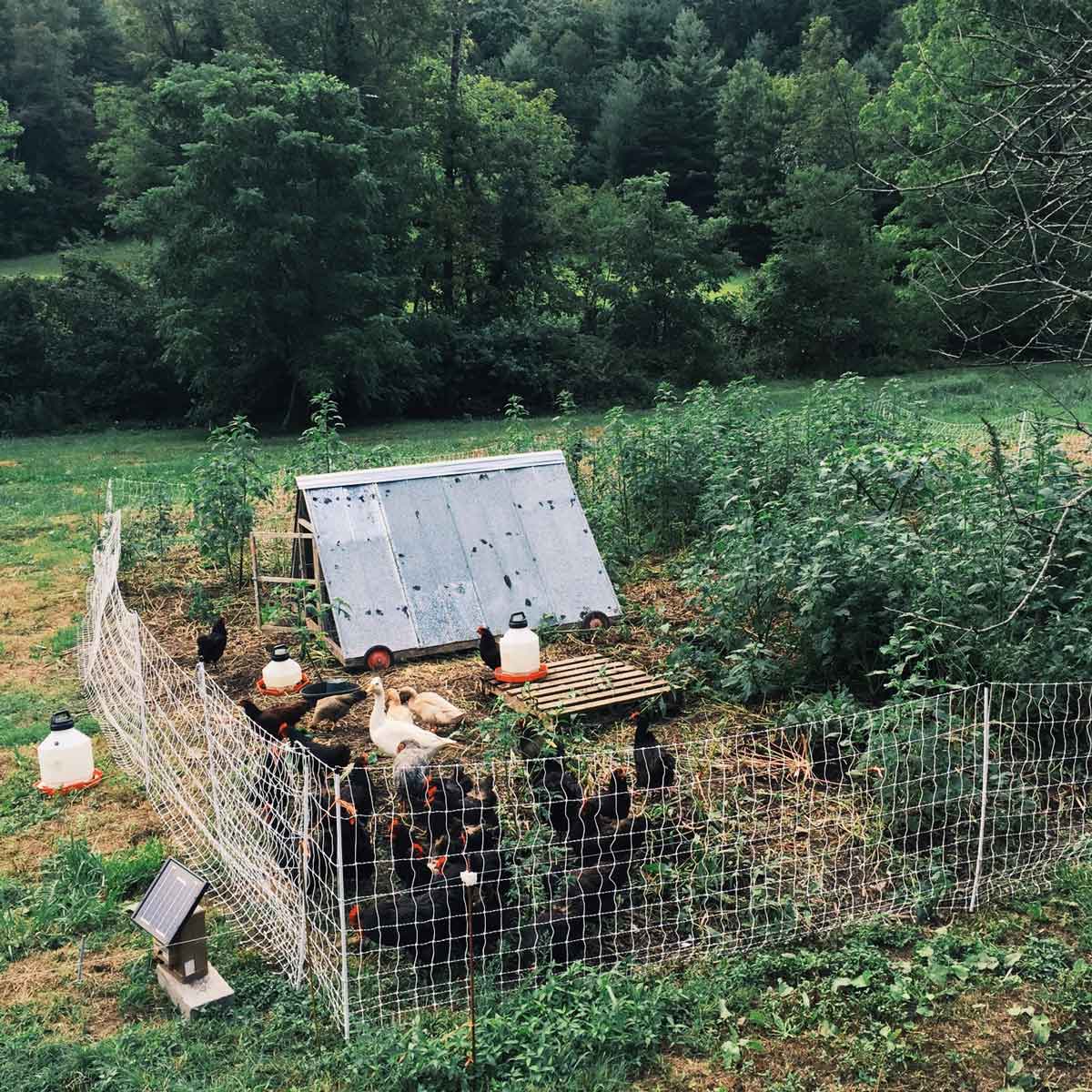 Chickens in Garden Spaces to Till and Fertilize Abundant Permaculture