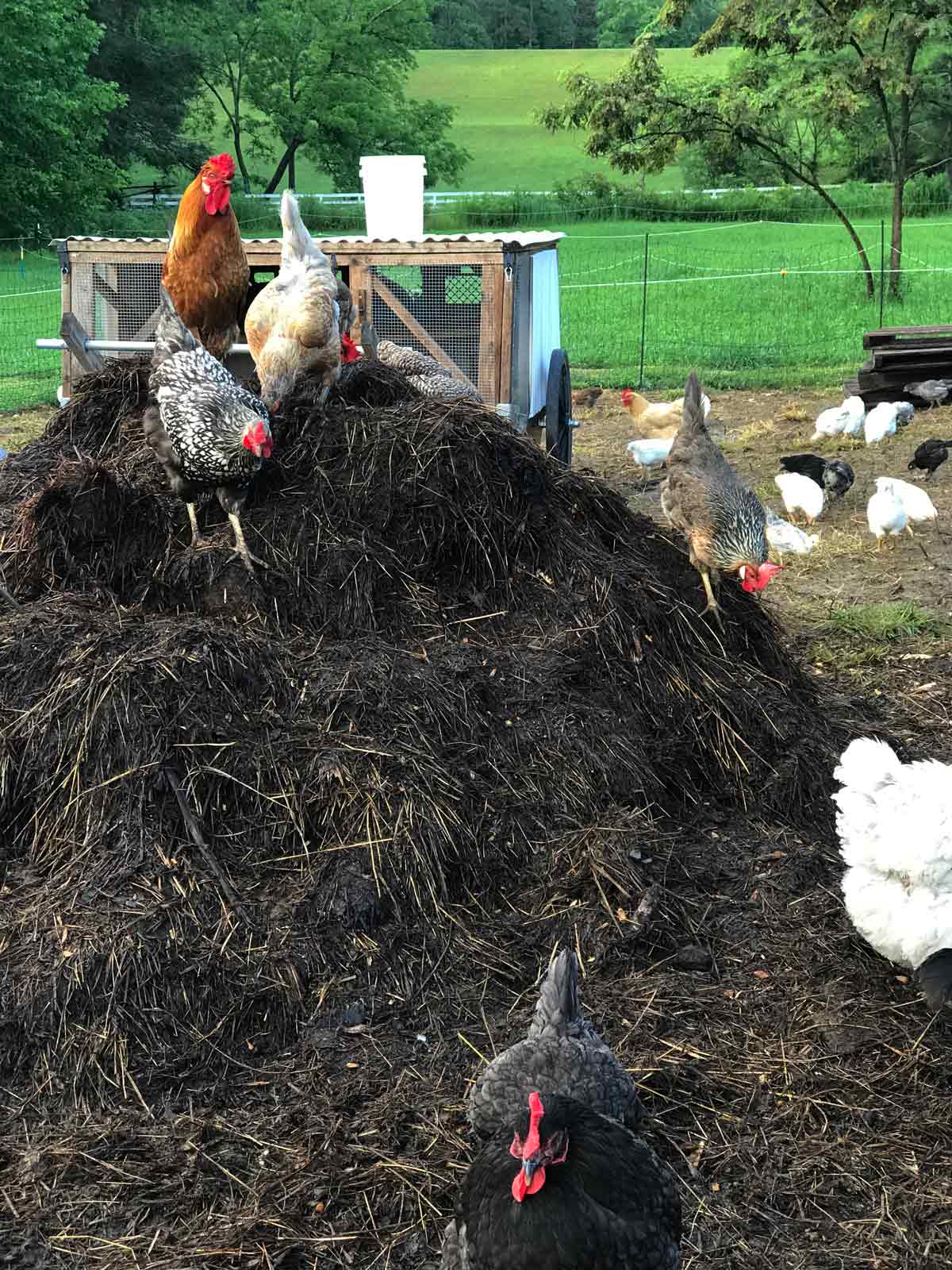 Chickens on top of a compost pile.