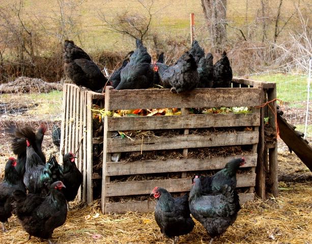 Chickens on top of a compost pile.