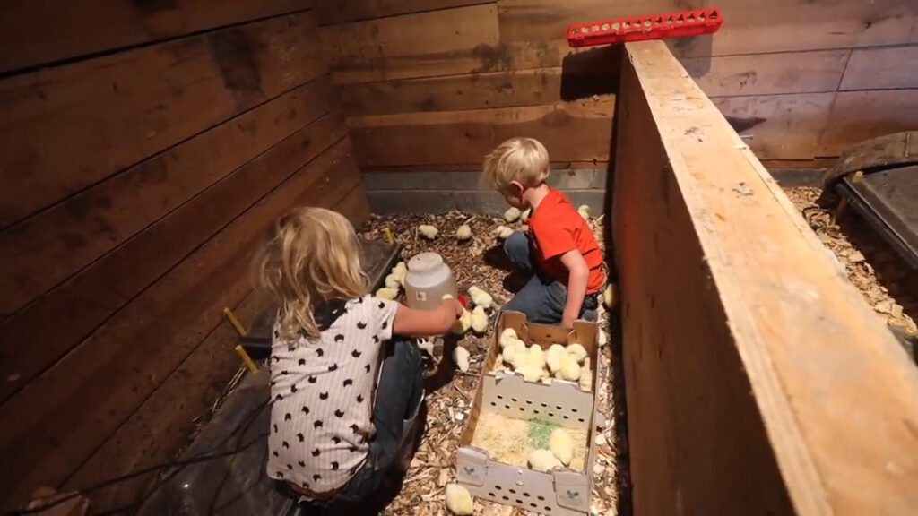 Two kids getting chicks into a brooder.