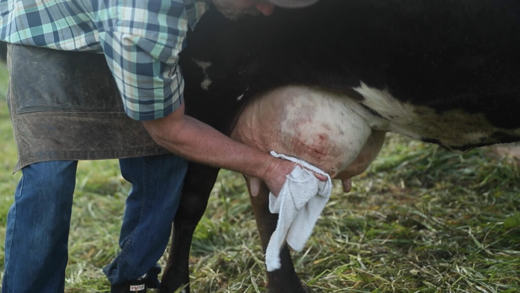 A man cleaning off the udder of a cow before milking.