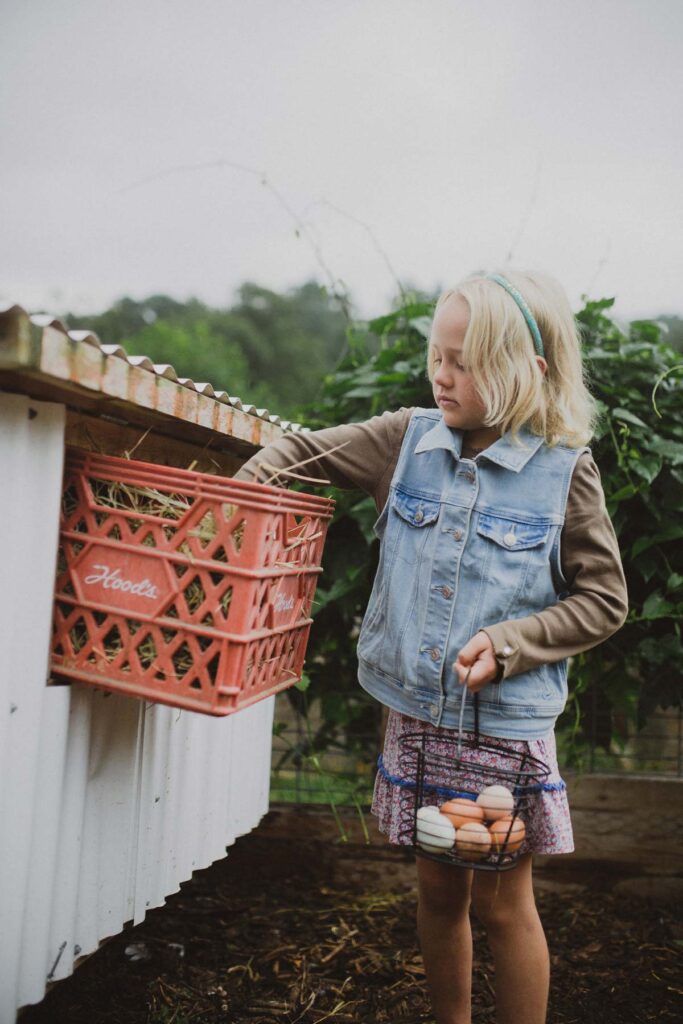 A young girl collecting eggs from nesting boxes.