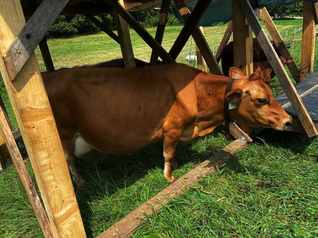 A cow in a mobile milking stanchion.