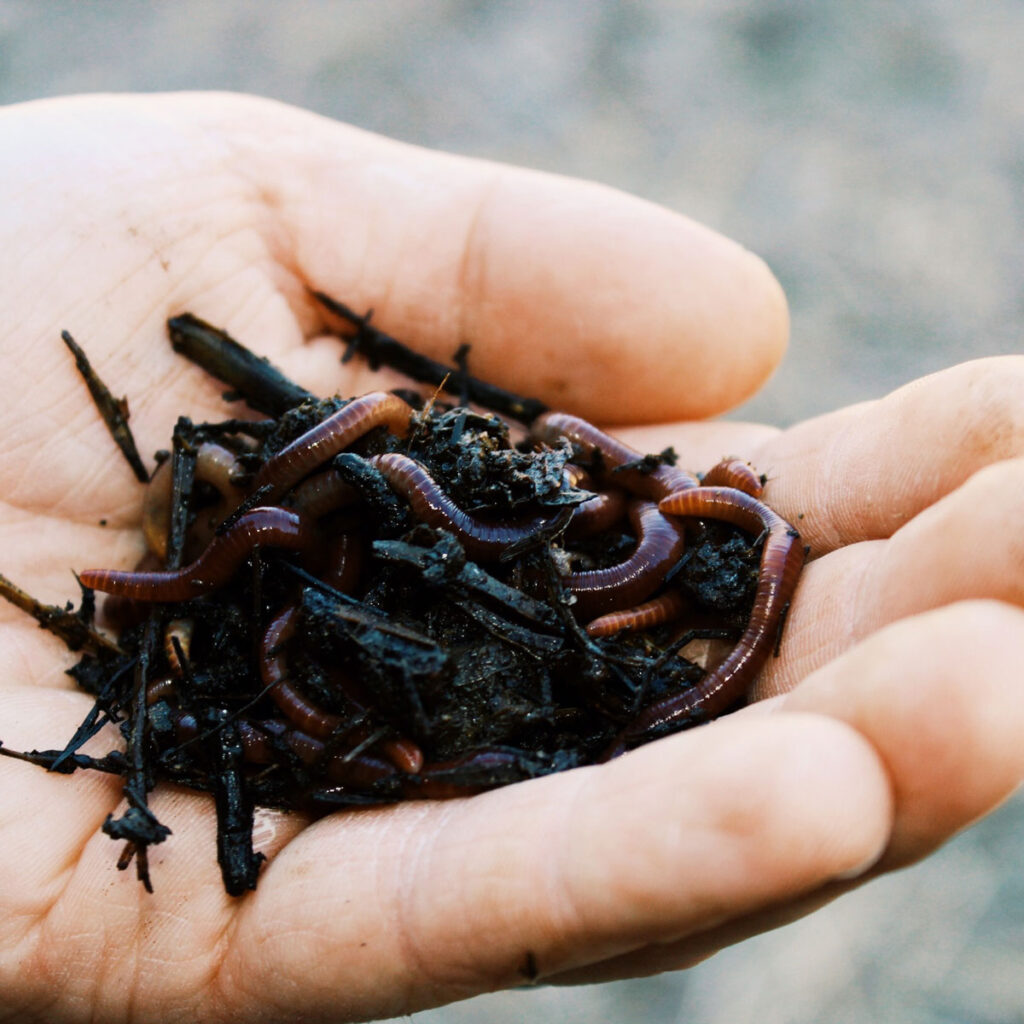A hand holding compost filled with worms.