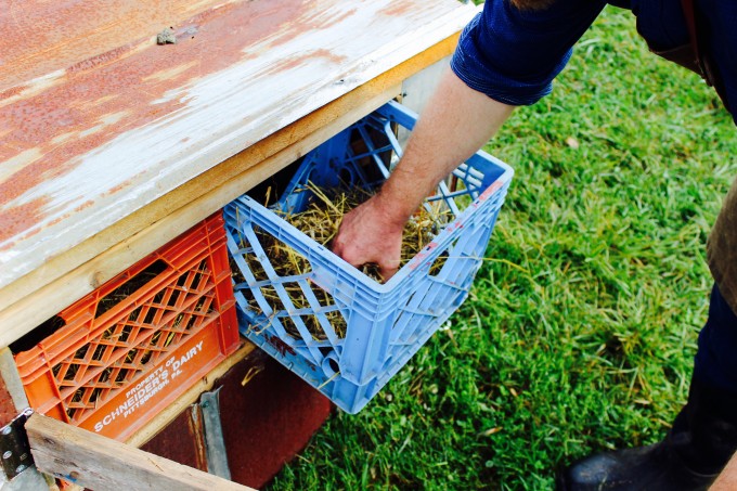 Nesting boxes inside a chicken tractor.