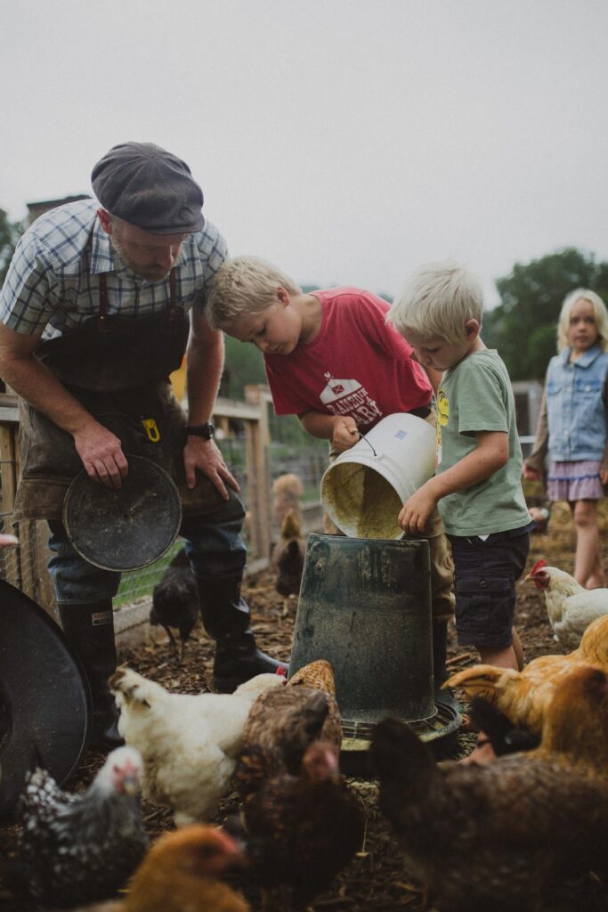 A father and his kids feeding chickens.