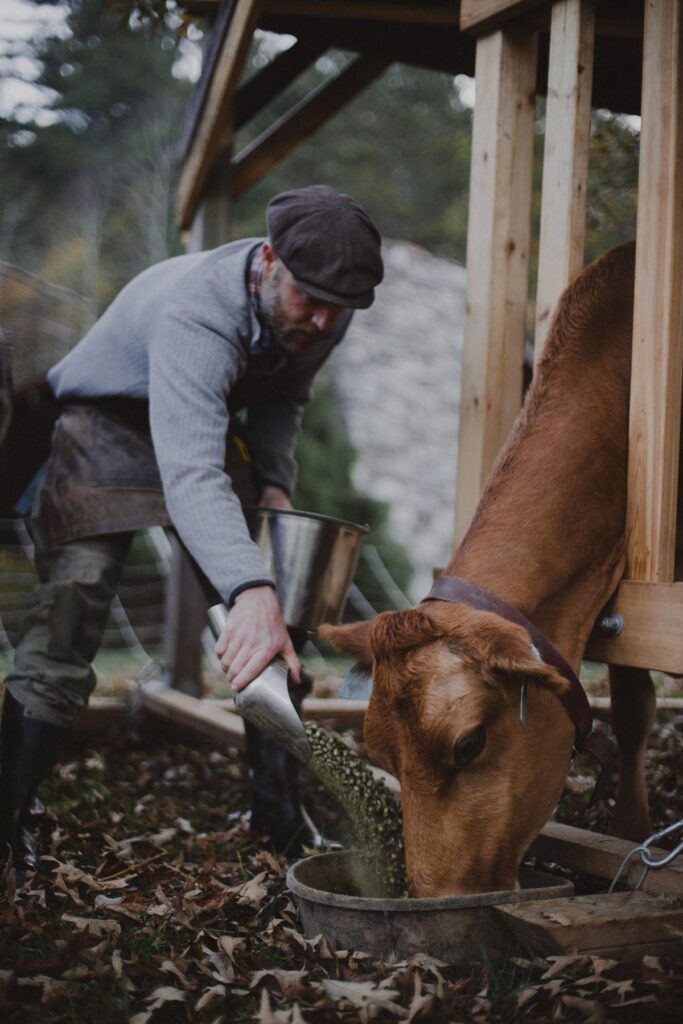 farmer feeding animals