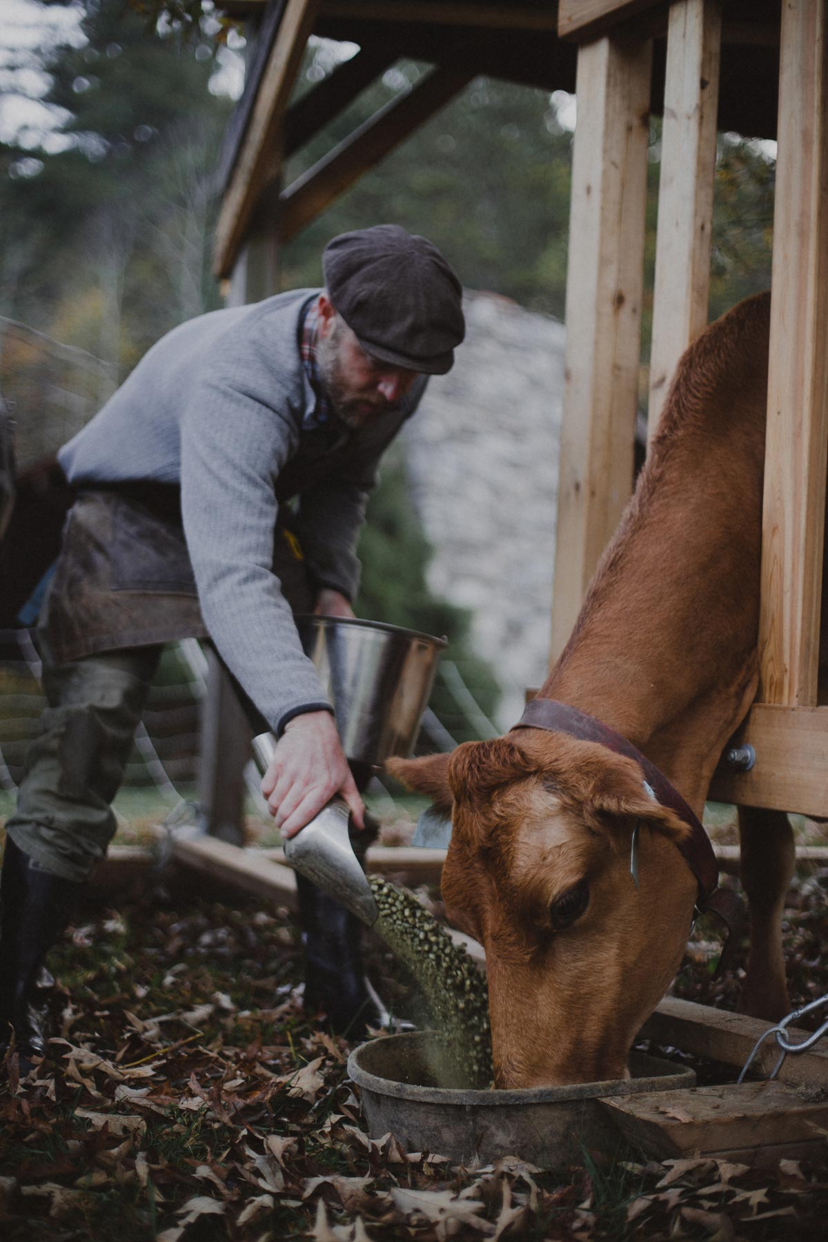 A man giving a cow a scoop of feed.