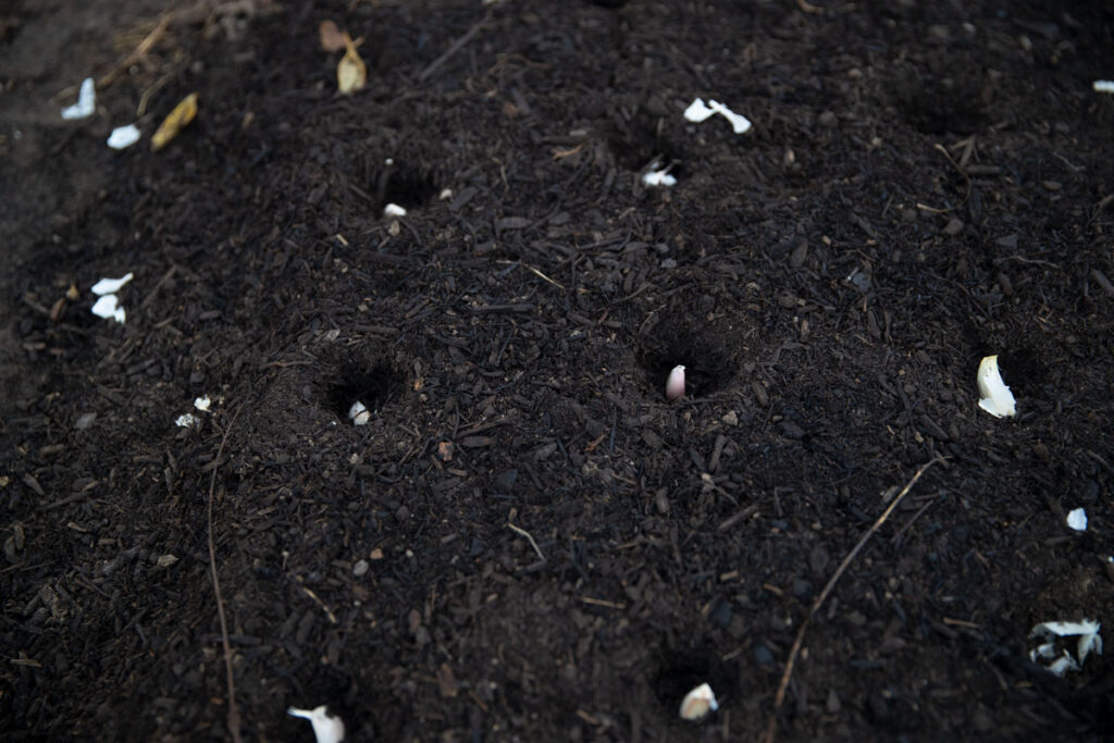 Garlic cloves dropped in holes in the garden.