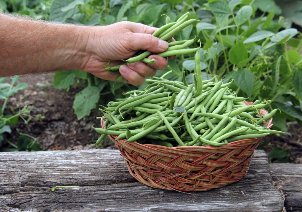A man's hand putting fresh picked green beans into a basket.