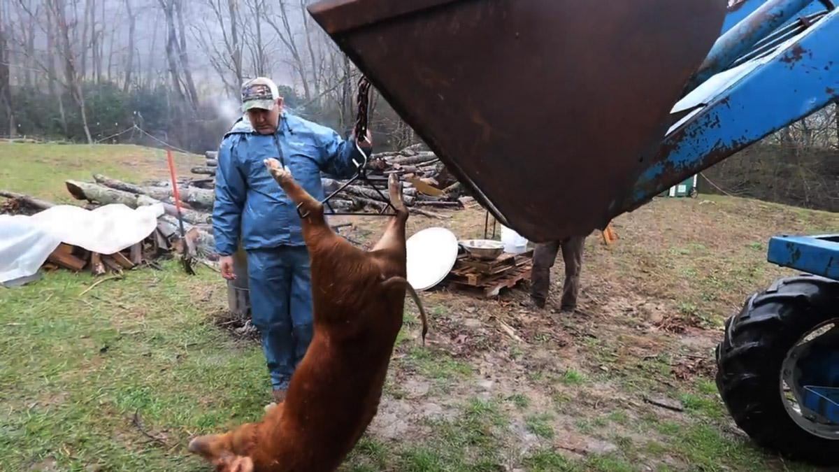 A dead pig getting hung upside down ready for butchering.