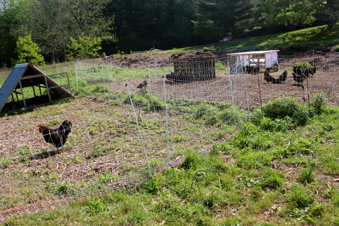 Set up a complete accommodation separate from the rest of your flock.