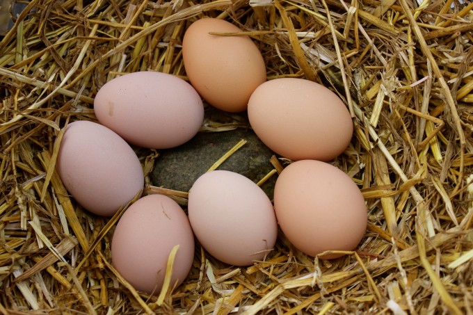 Eggs in a nesting box.