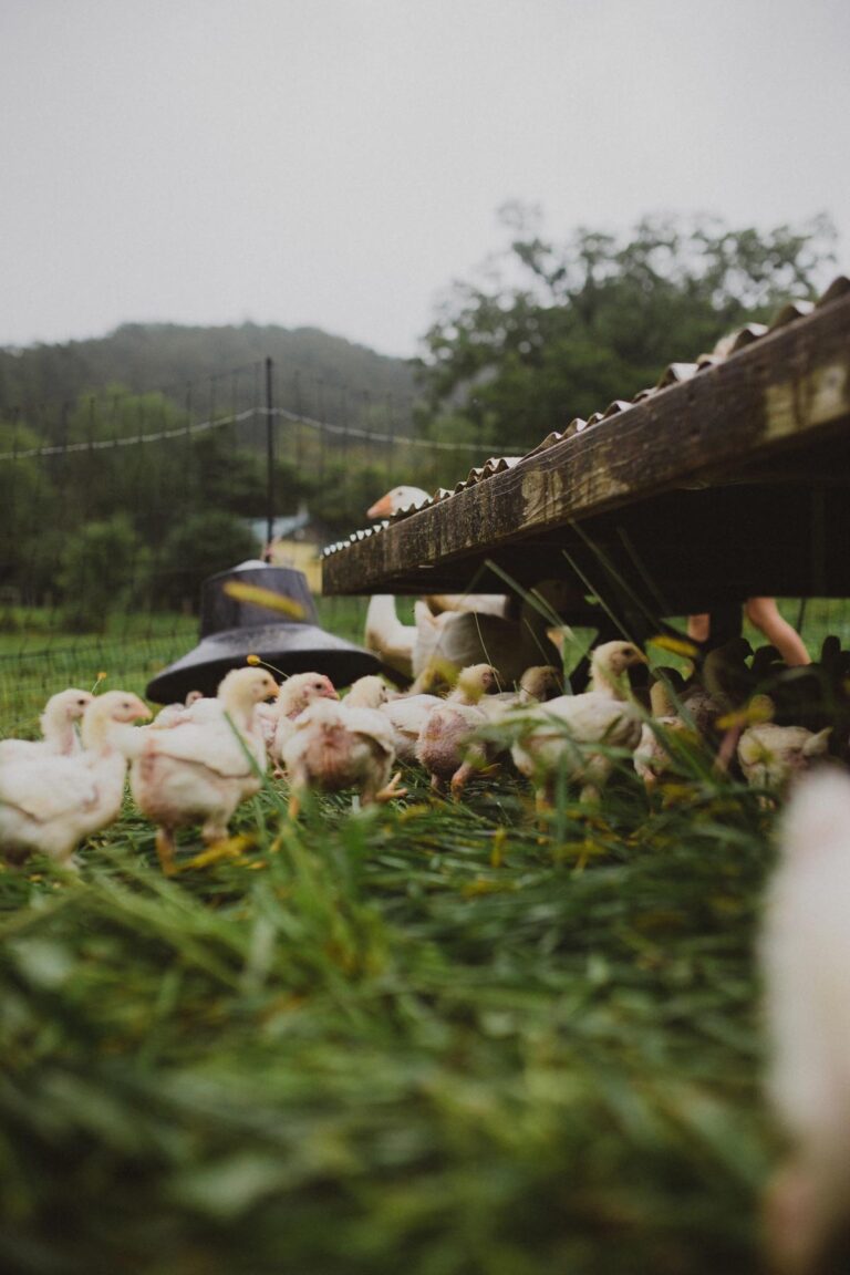 how-to-care-for-baby-chicks-abundant-permaculture