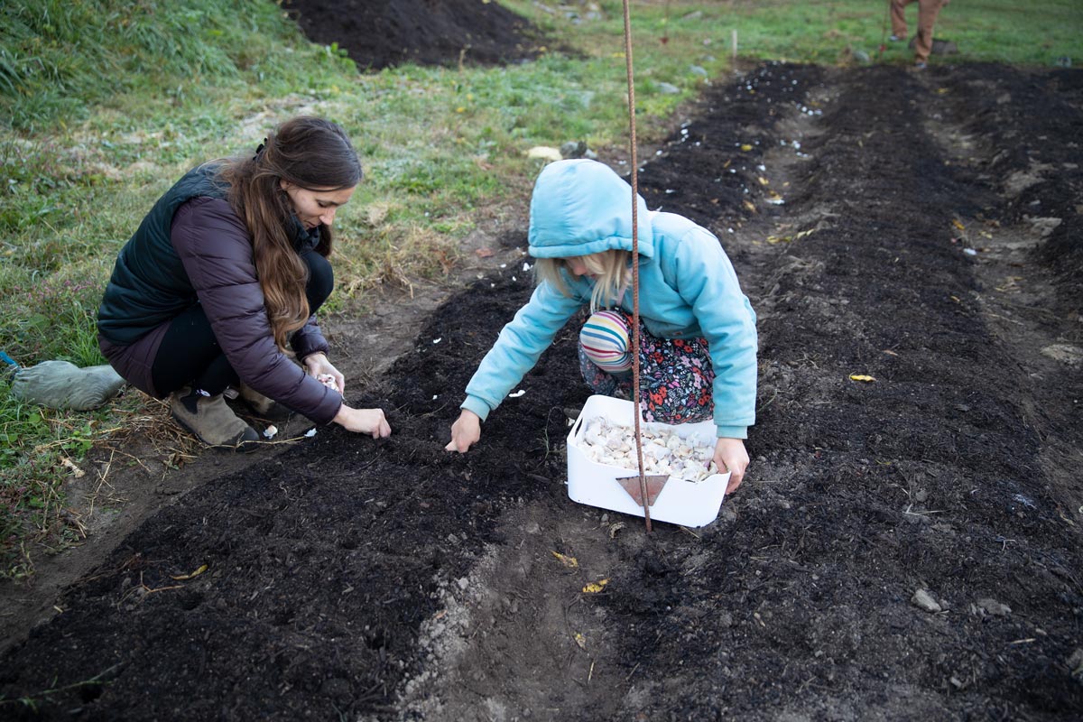 A woman and a young girl planting garlic.