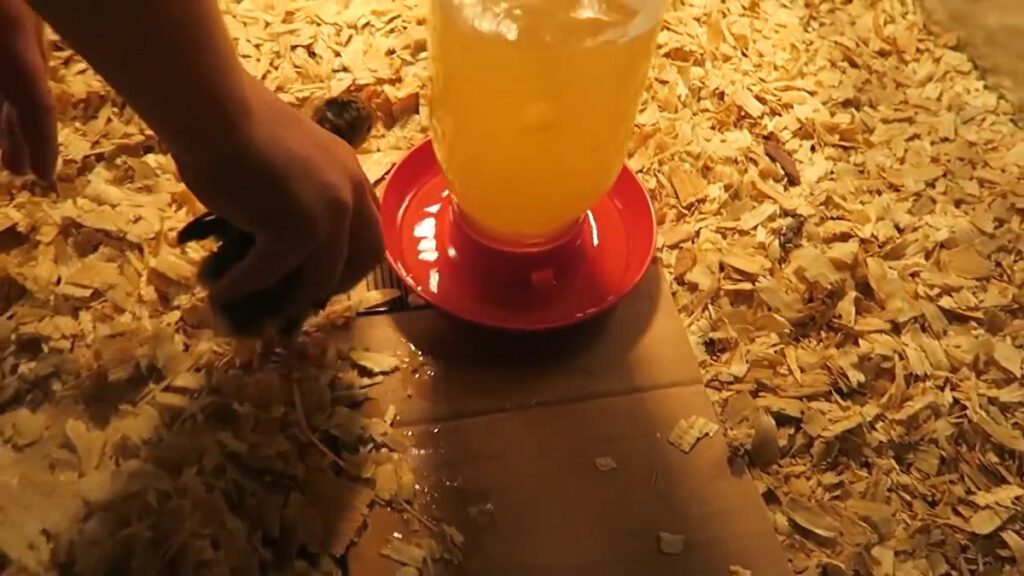 Magic water for baby turkeys.