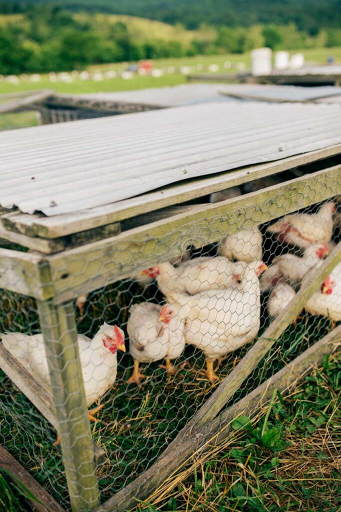 A chicken tractor with meat chickens.