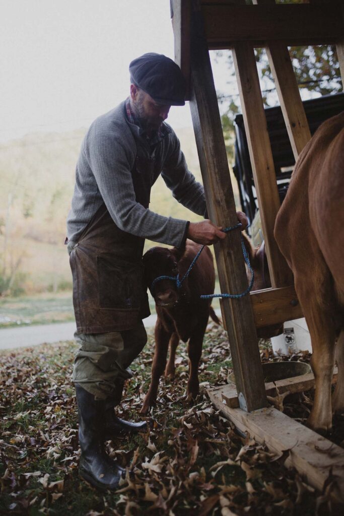 A man tying a calf onto a milking stanchion.