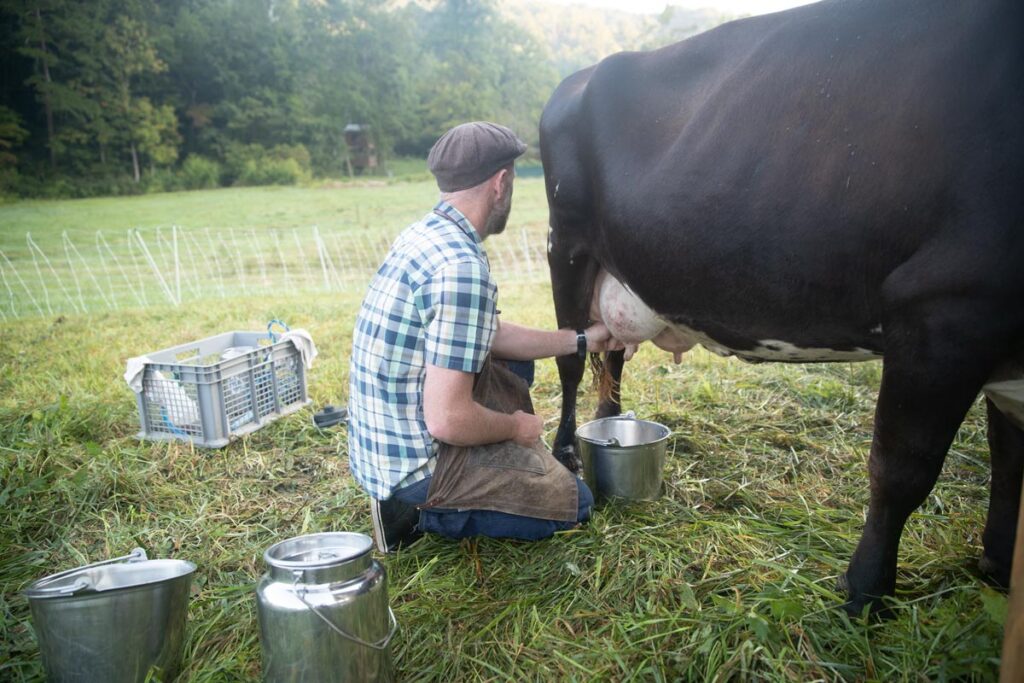 A man milking a cow in a pasture.