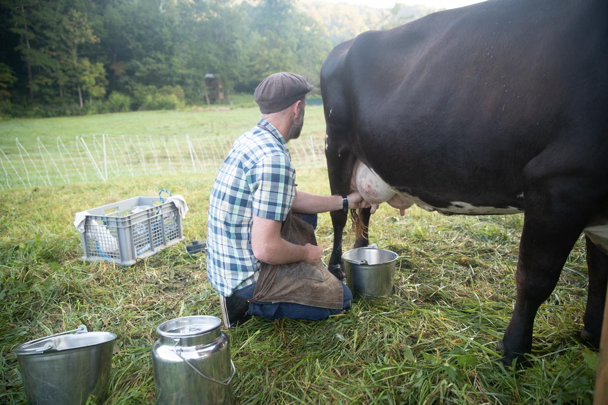 Best Cow Breed for Milk - Abundant Permaculture