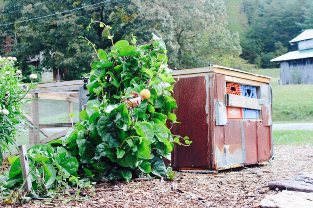 Mobile chicken tractor in the garden.