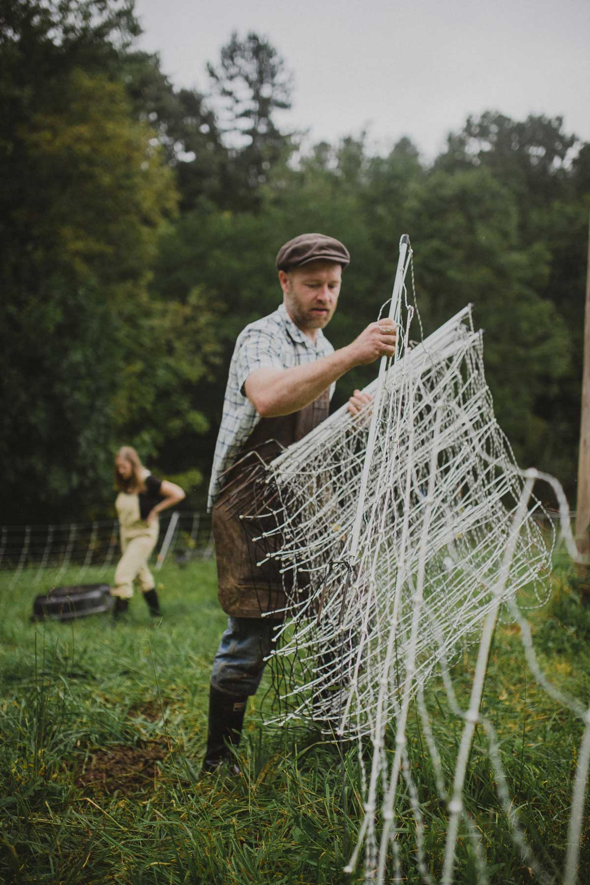 A man moving portable fencing for farm animals.