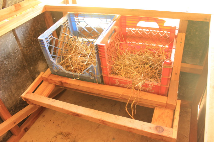 Nesting boxes inside a chicken tractor.